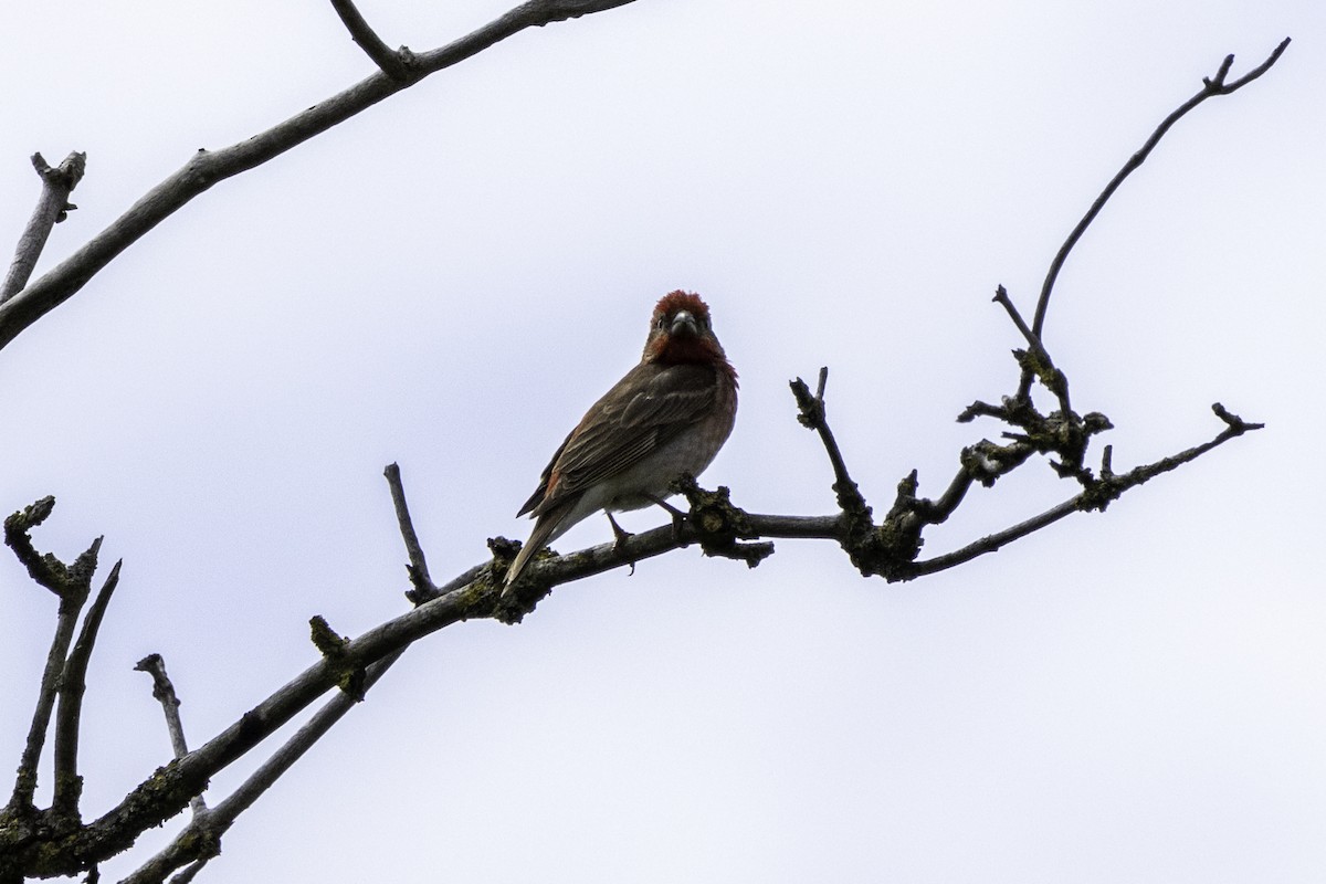 Common Rosefinch - ML620170563