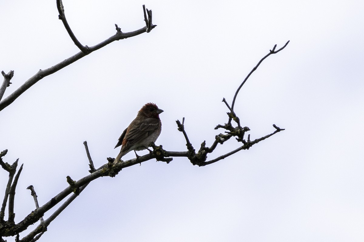 Common Rosefinch - ML620170564