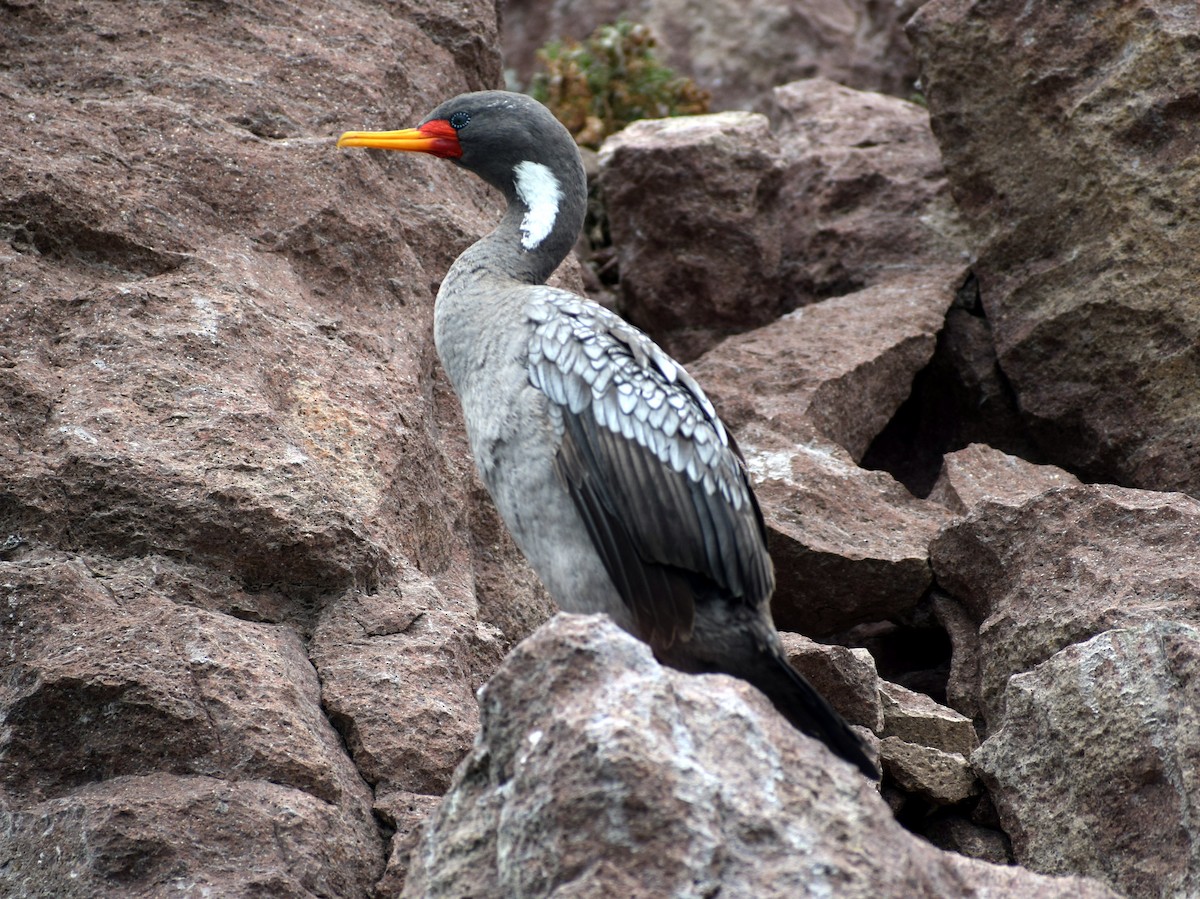 Red-legged Cormorant - ML620170570