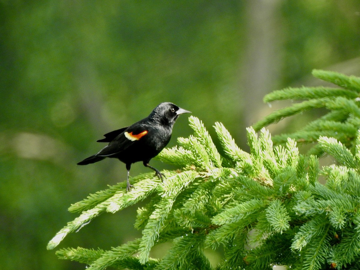 Red-winged Blackbird - ML620170574