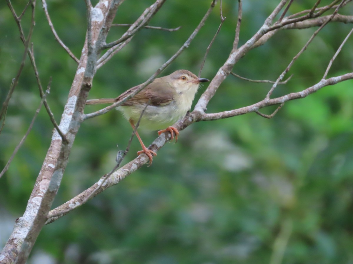 Plain Prinia - ML620170581