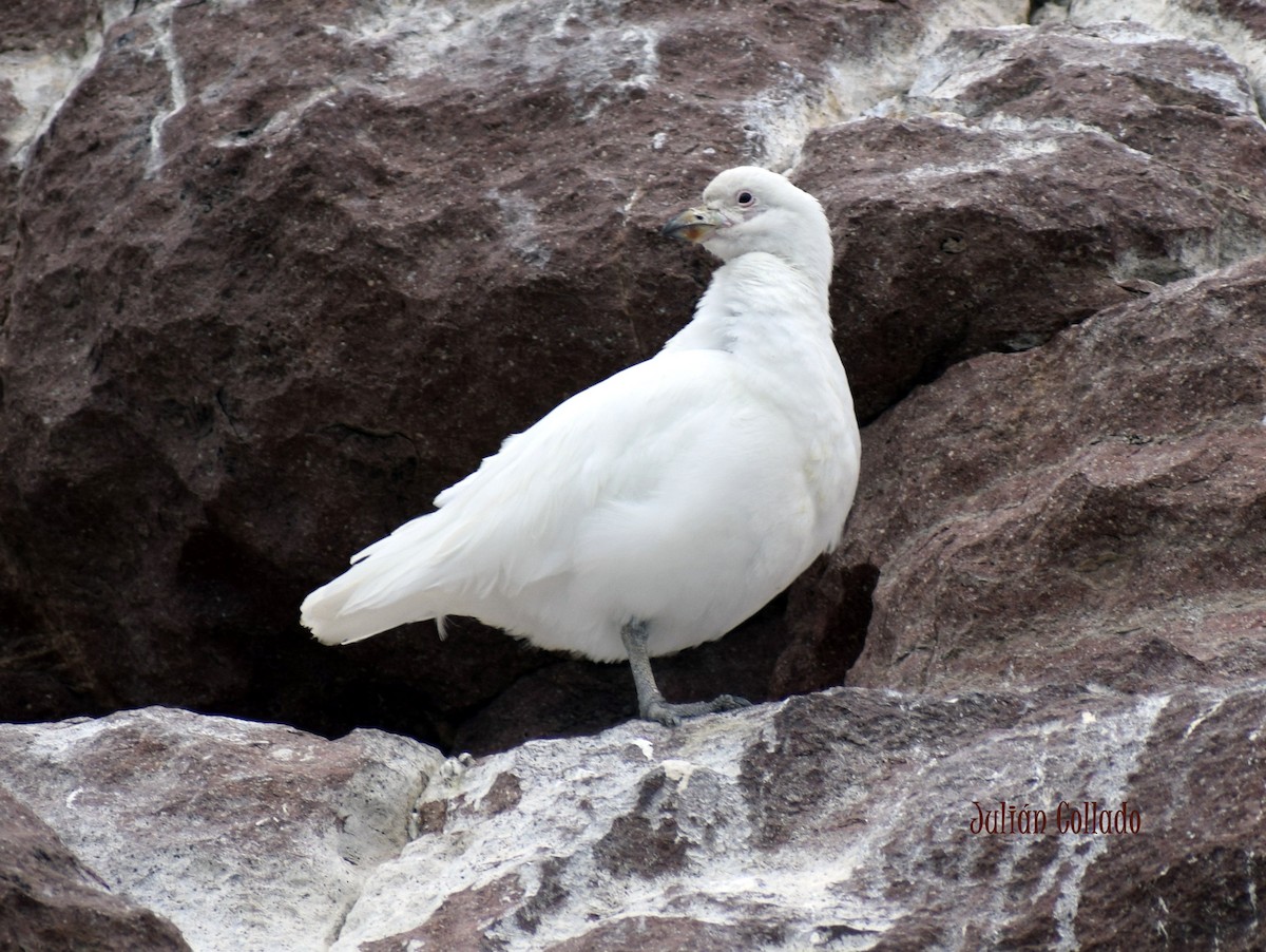 Snowy Sheathbill - ML620170589