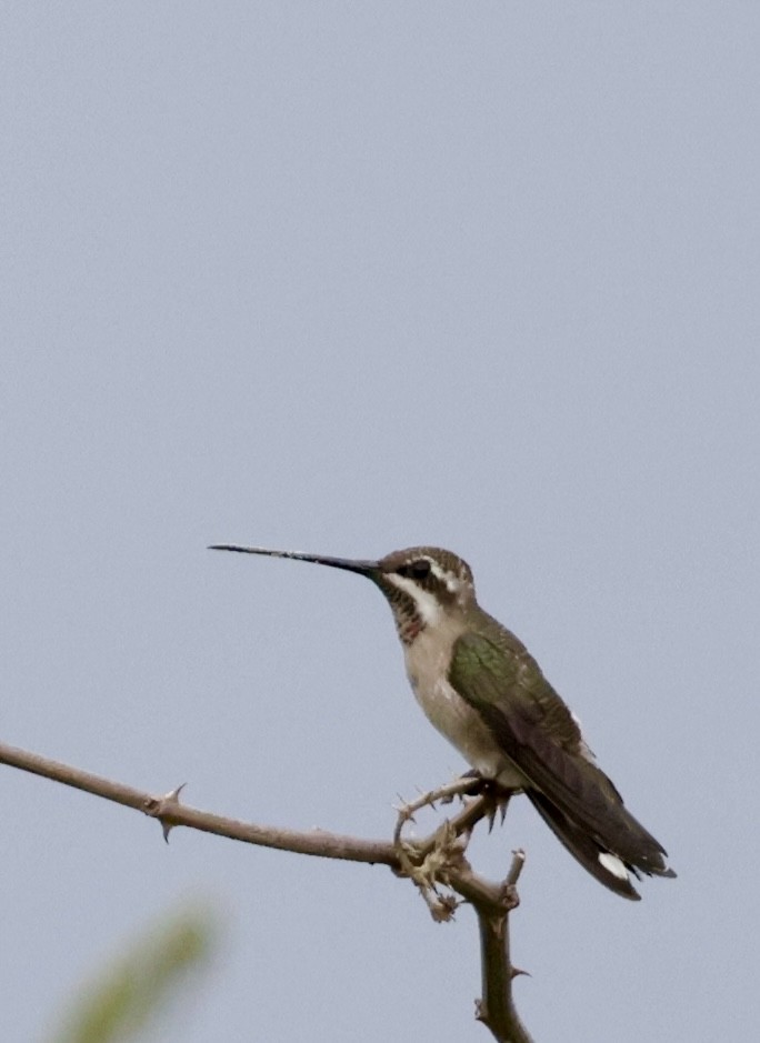 Plain-capped Starthroat - ML620170605