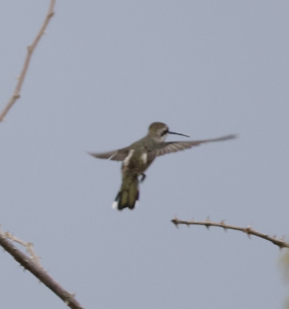 Plain-capped Starthroat - ML620170606