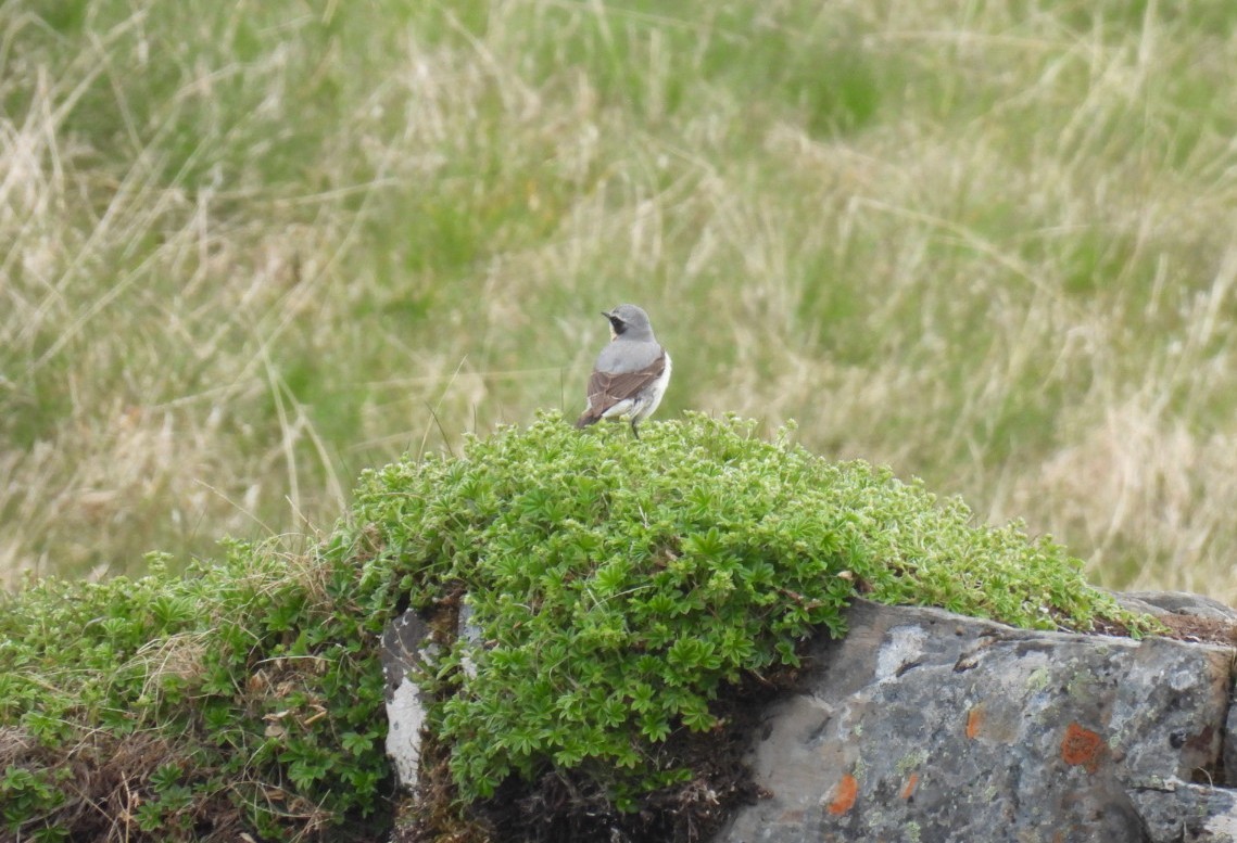 Northern Wheatear - ML620170607