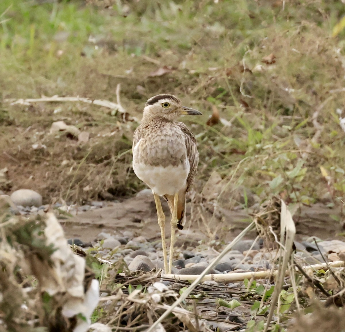 Double-striped Thick-knee - ML620170620