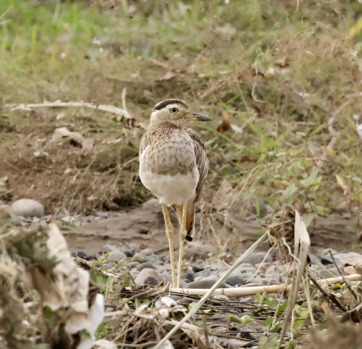 Double-striped Thick-knee - Pelin Karaca