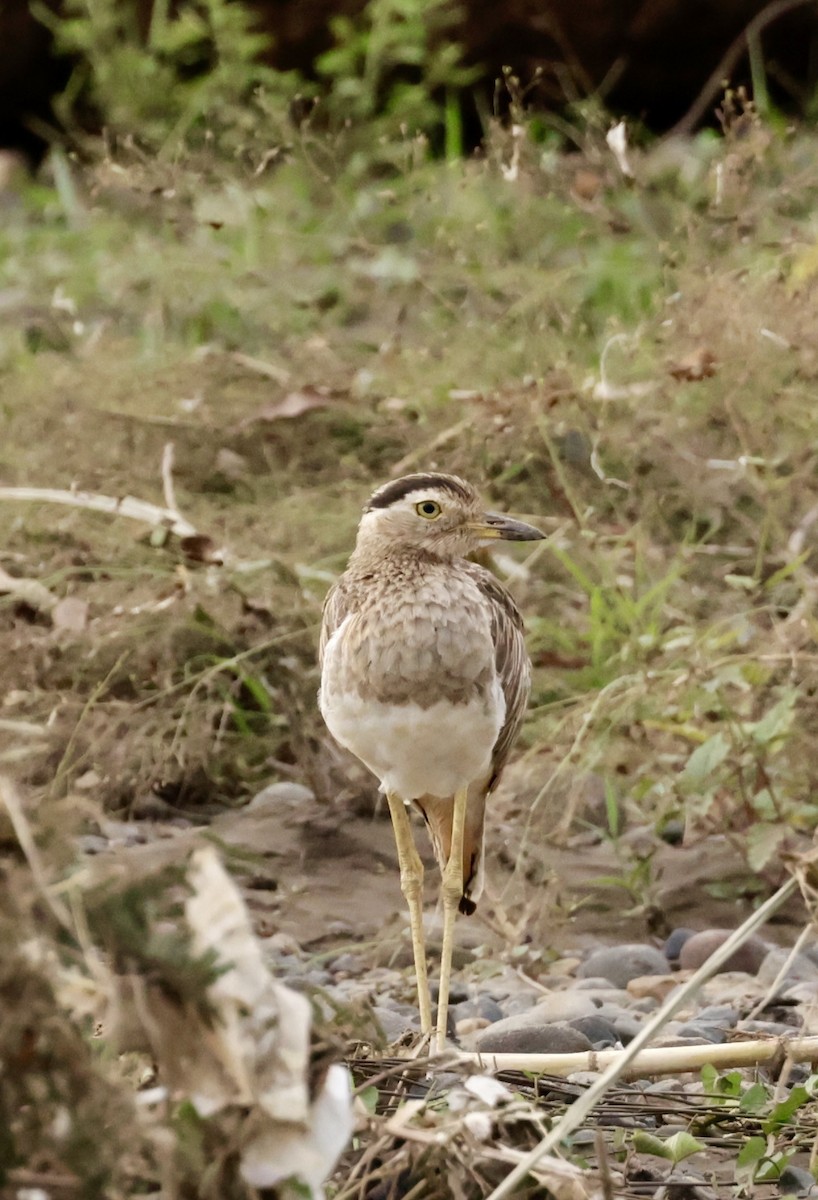 Double-striped Thick-knee - ML620170621