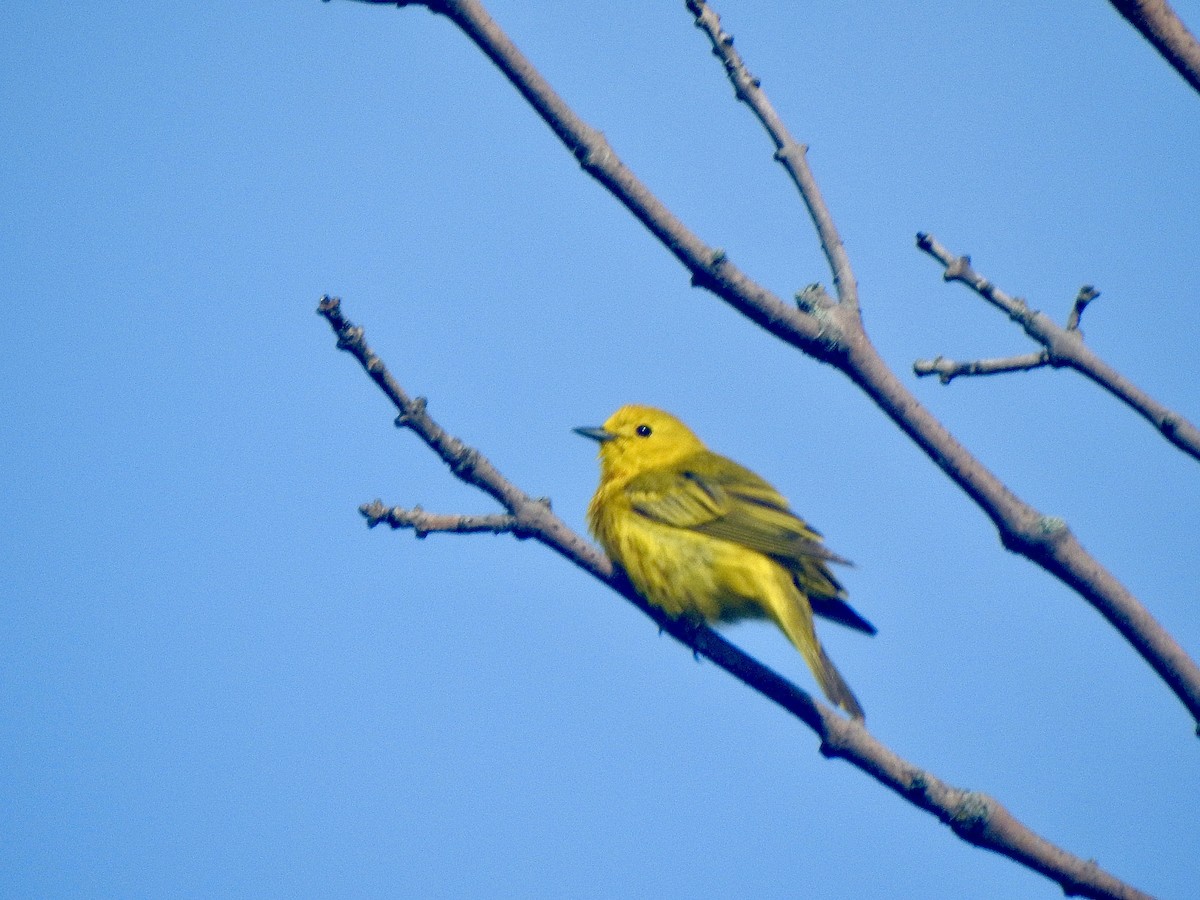 Yellow Warbler - ML620170634