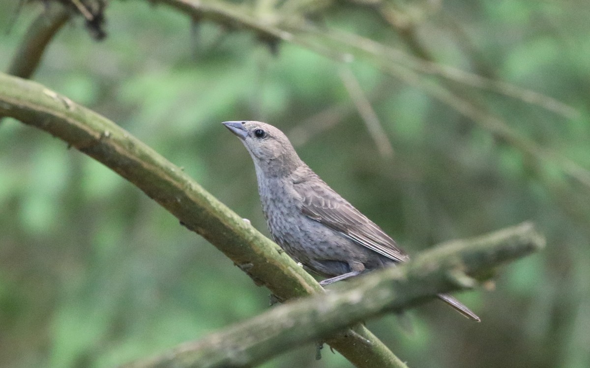 Brown-headed Cowbird - ML620170641