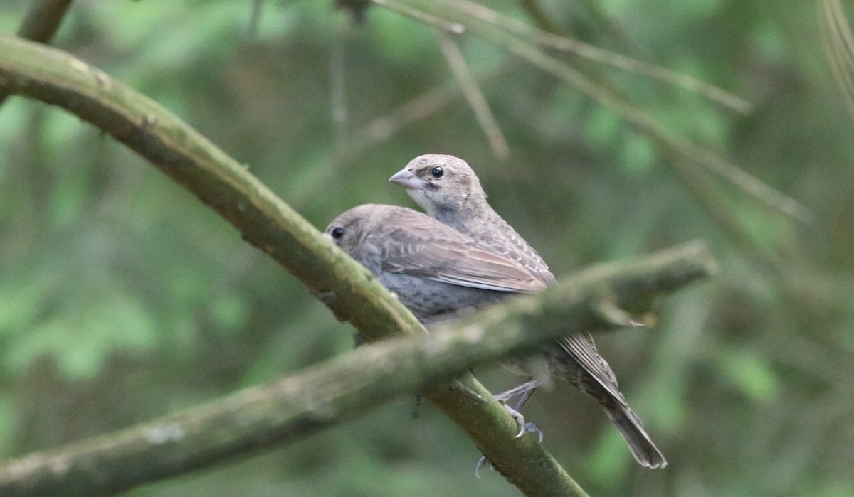 Brown-headed Cowbird - ML620170642