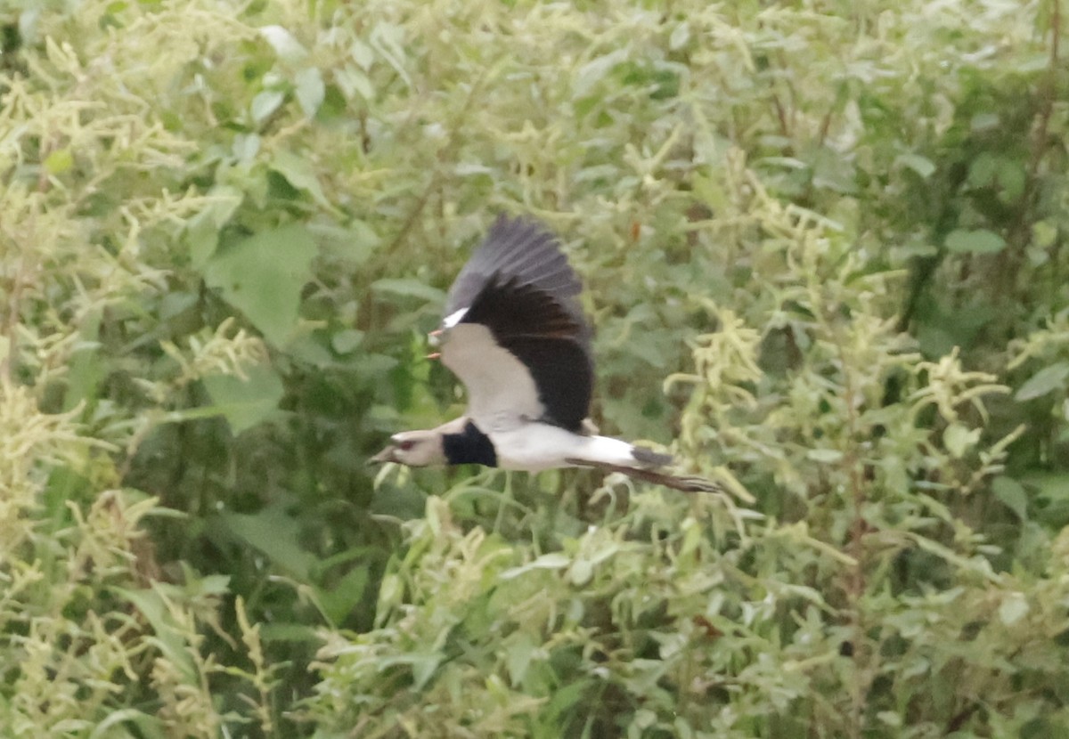 Southern Lapwing - ML620170643