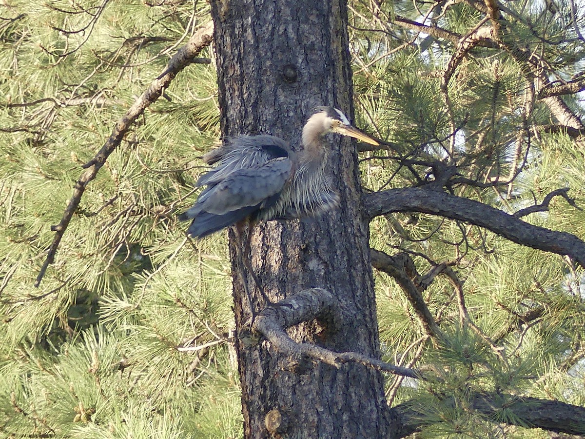 Great Blue Heron - Dennis Wolter