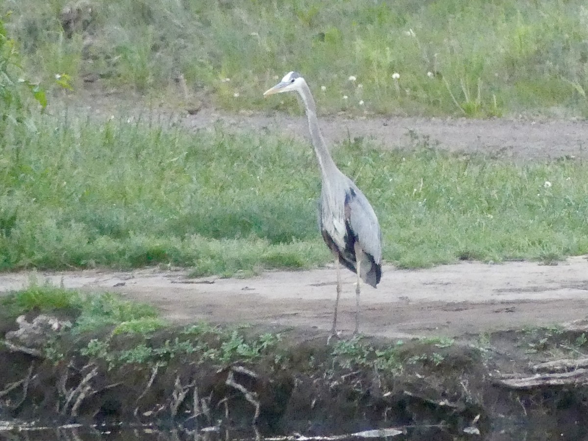 Garza Azulada - ML620170647