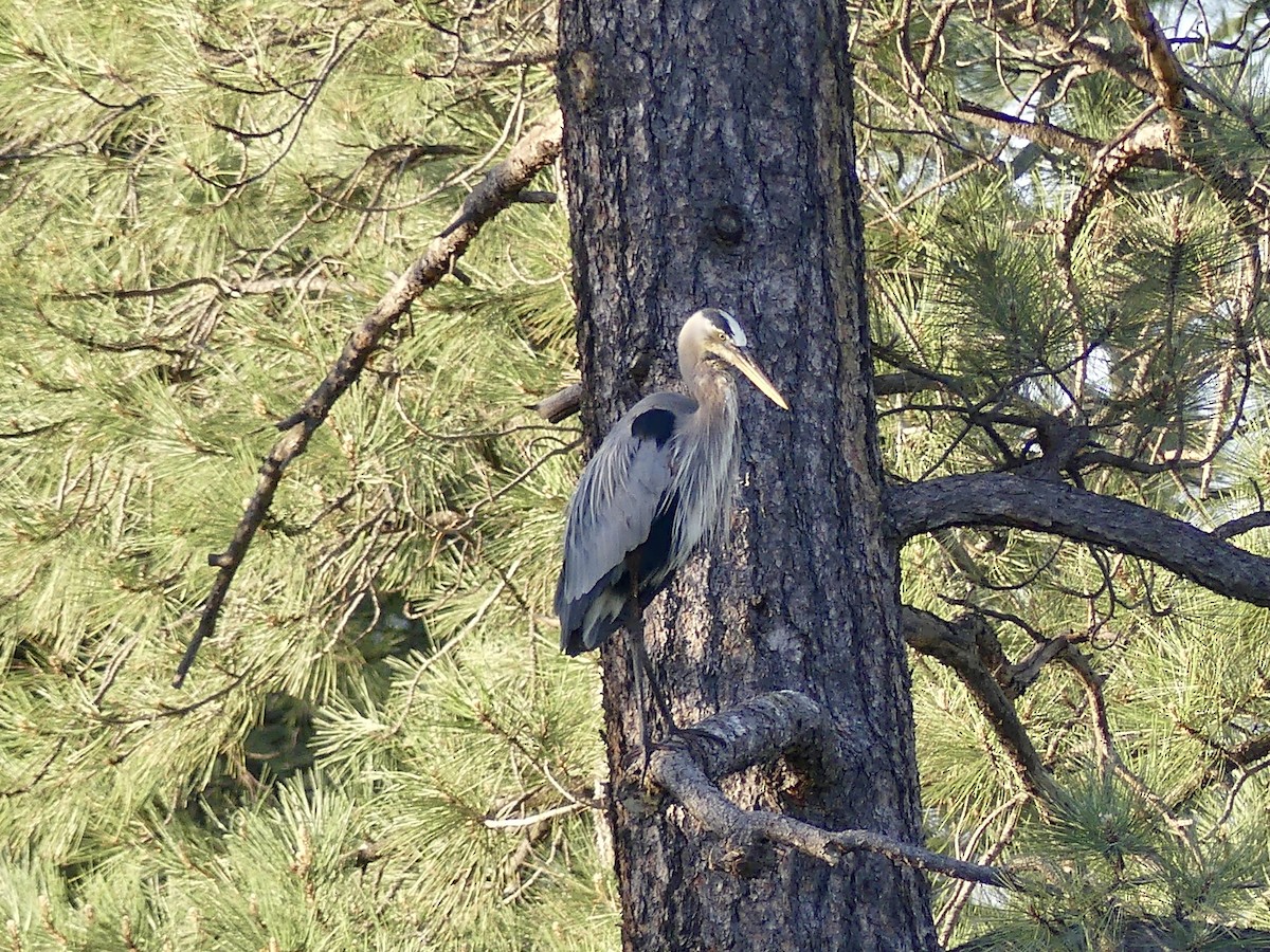 Great Blue Heron - ML620170649