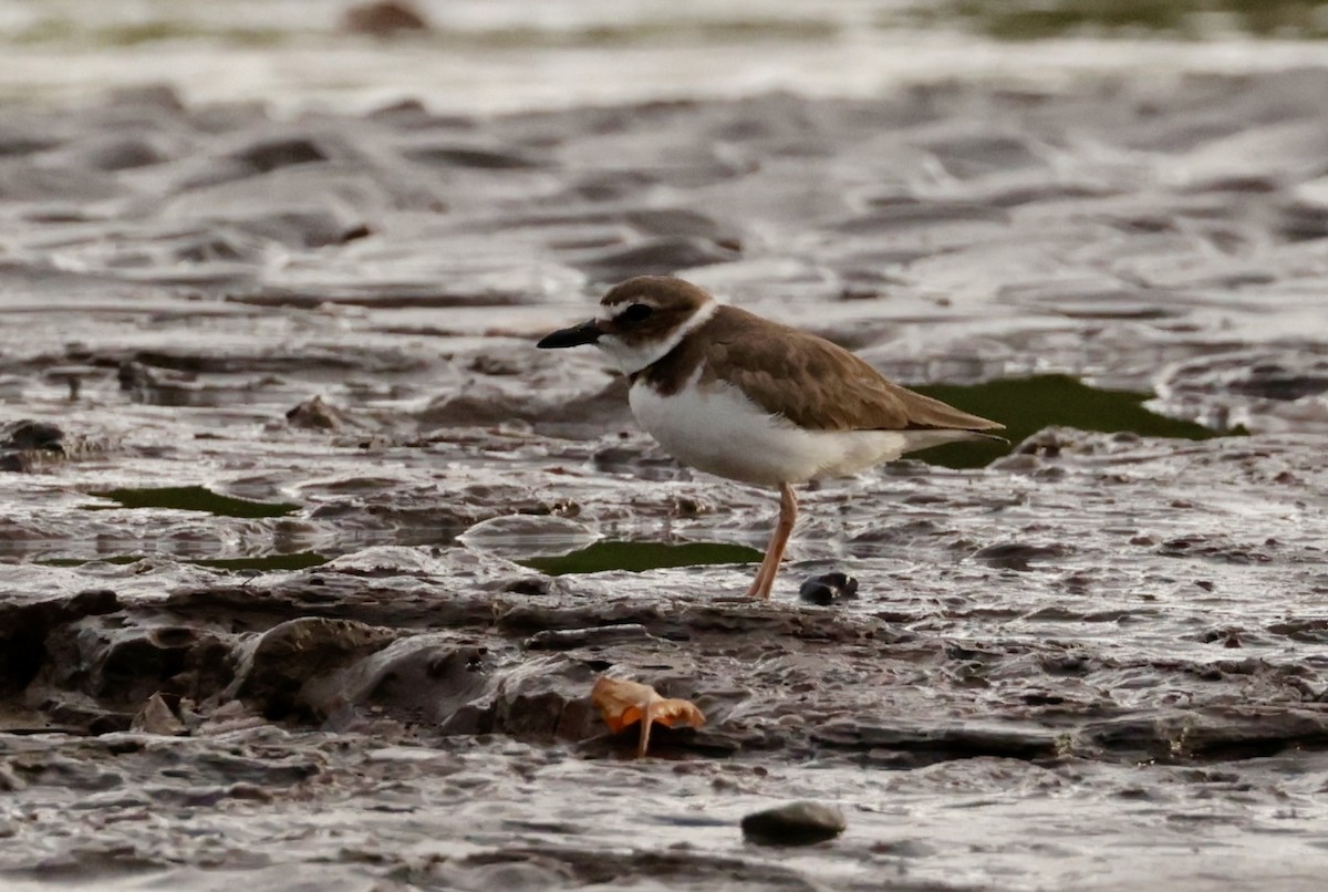 Wilson's Plover - ML620170658