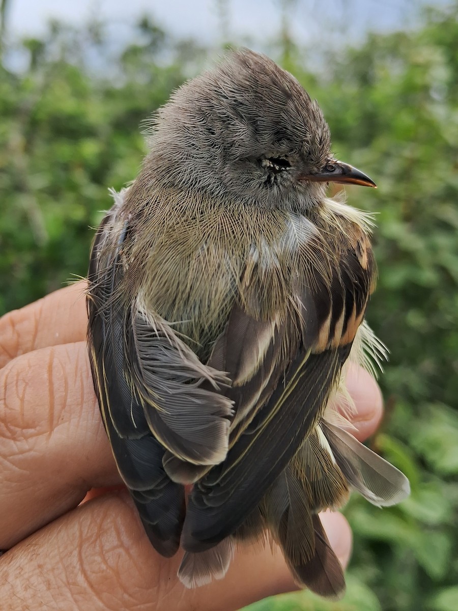 Southern Beardless-Tyrannulet - ML620170666