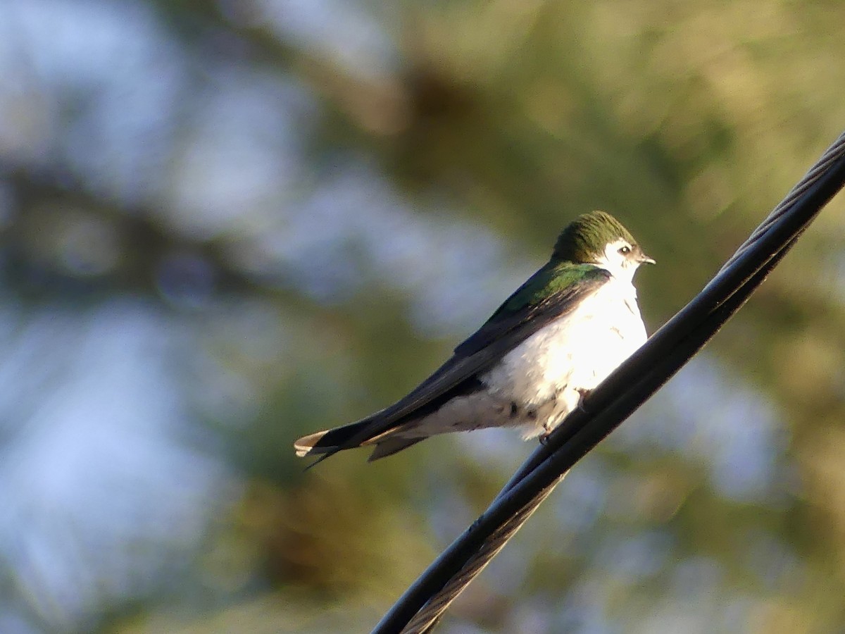 Violet-green Swallow - Dennis Wolter