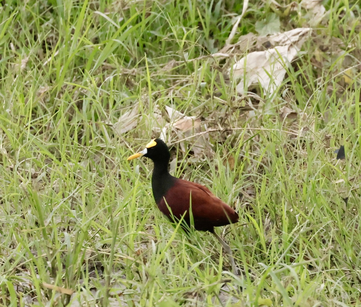 Jacana Centroamericana - ML620170672