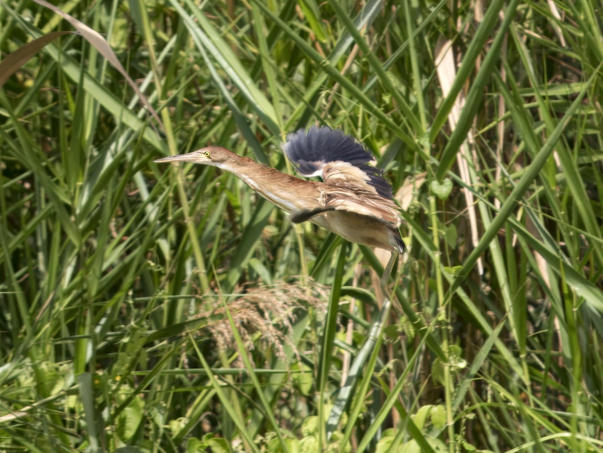 Yellow Bittern - ML620170686