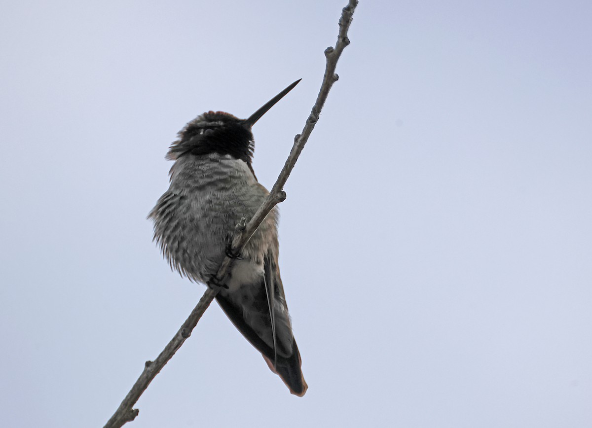 Anna's Hummingbird - ML620170693