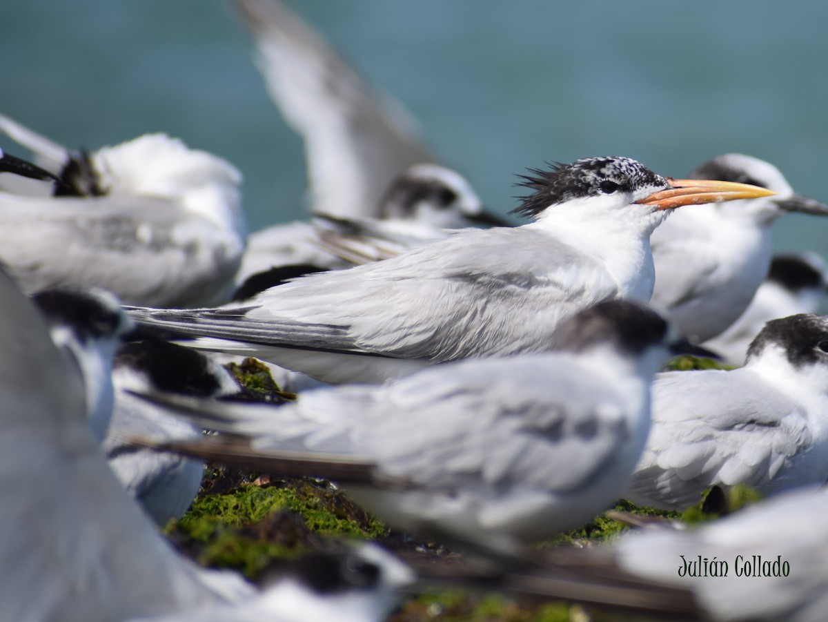 Sandwich Tern - ML620170695