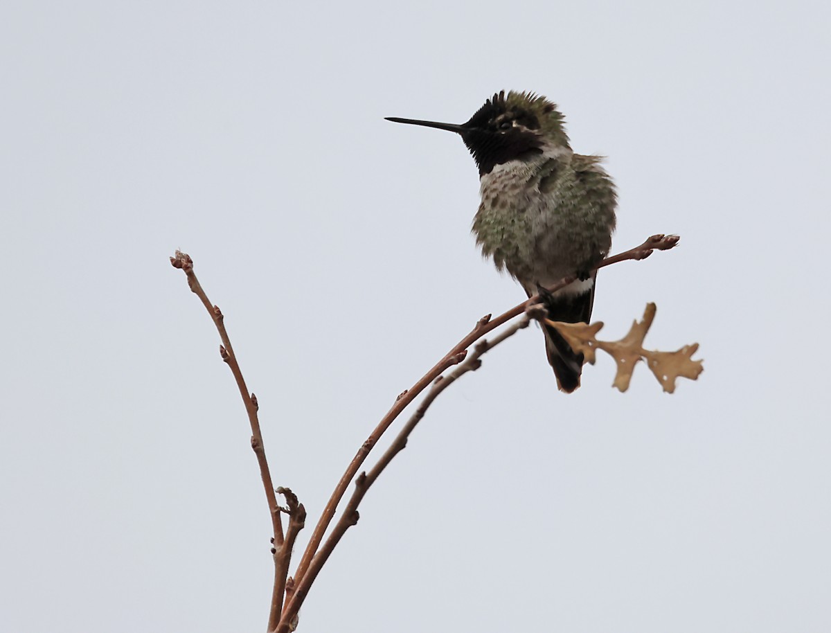 Anna's Hummingbird - ML620170696