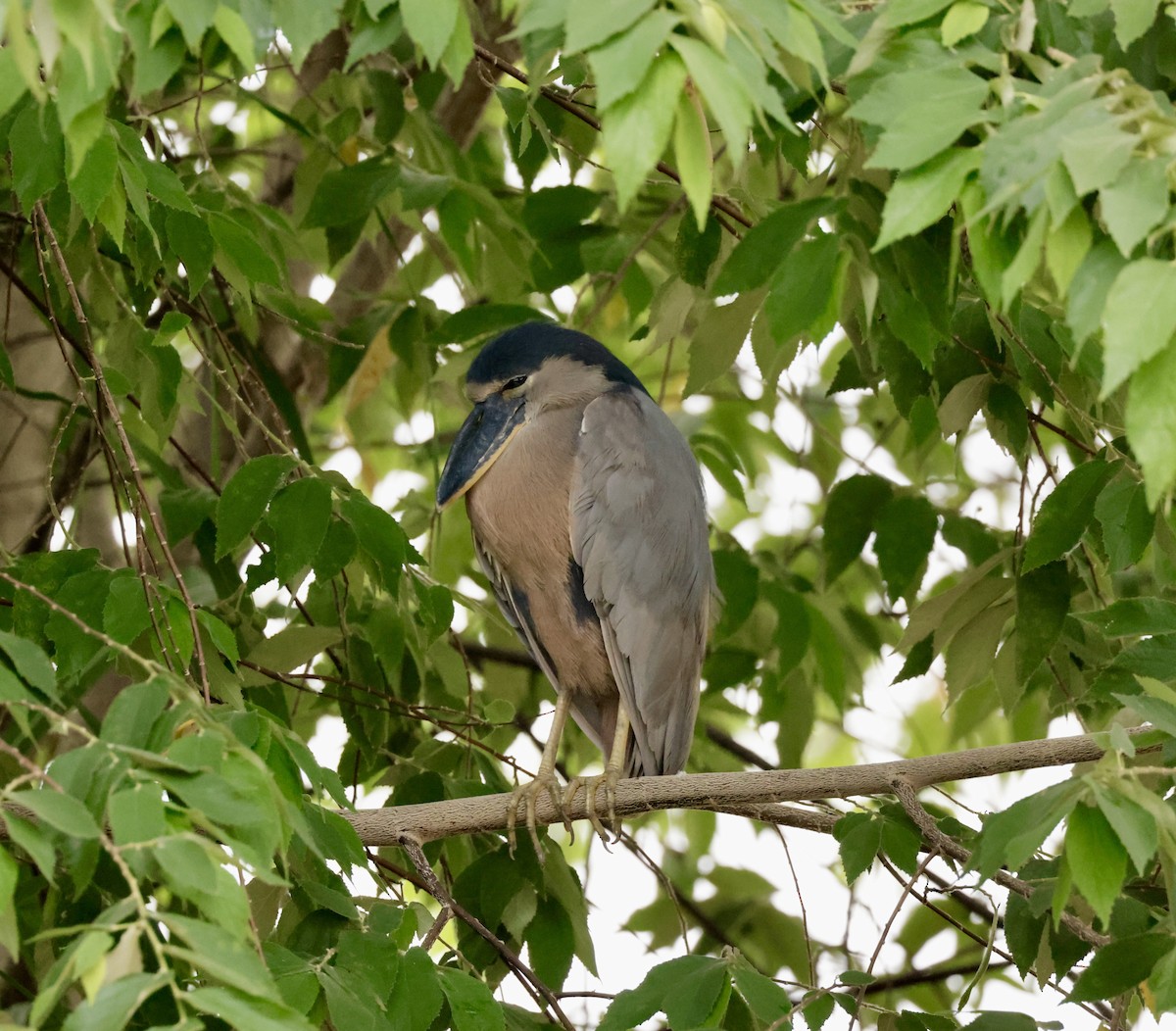 Boat-billed Heron - Pelin Karaca