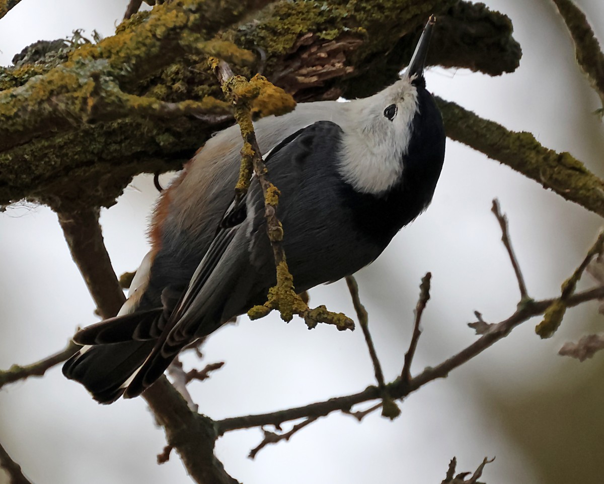 White-breasted Nuthatch - ML620170718