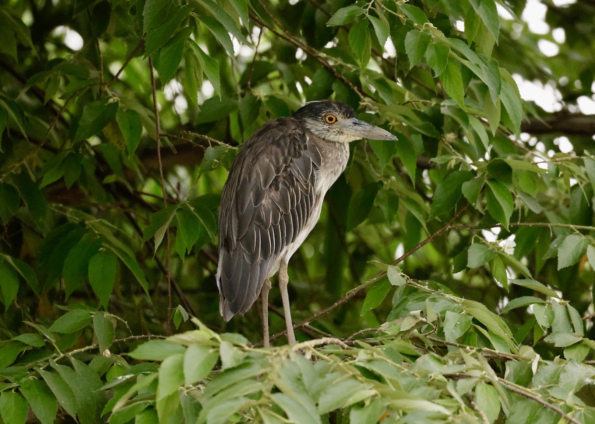 Yellow-crowned Night Heron - ML620170720