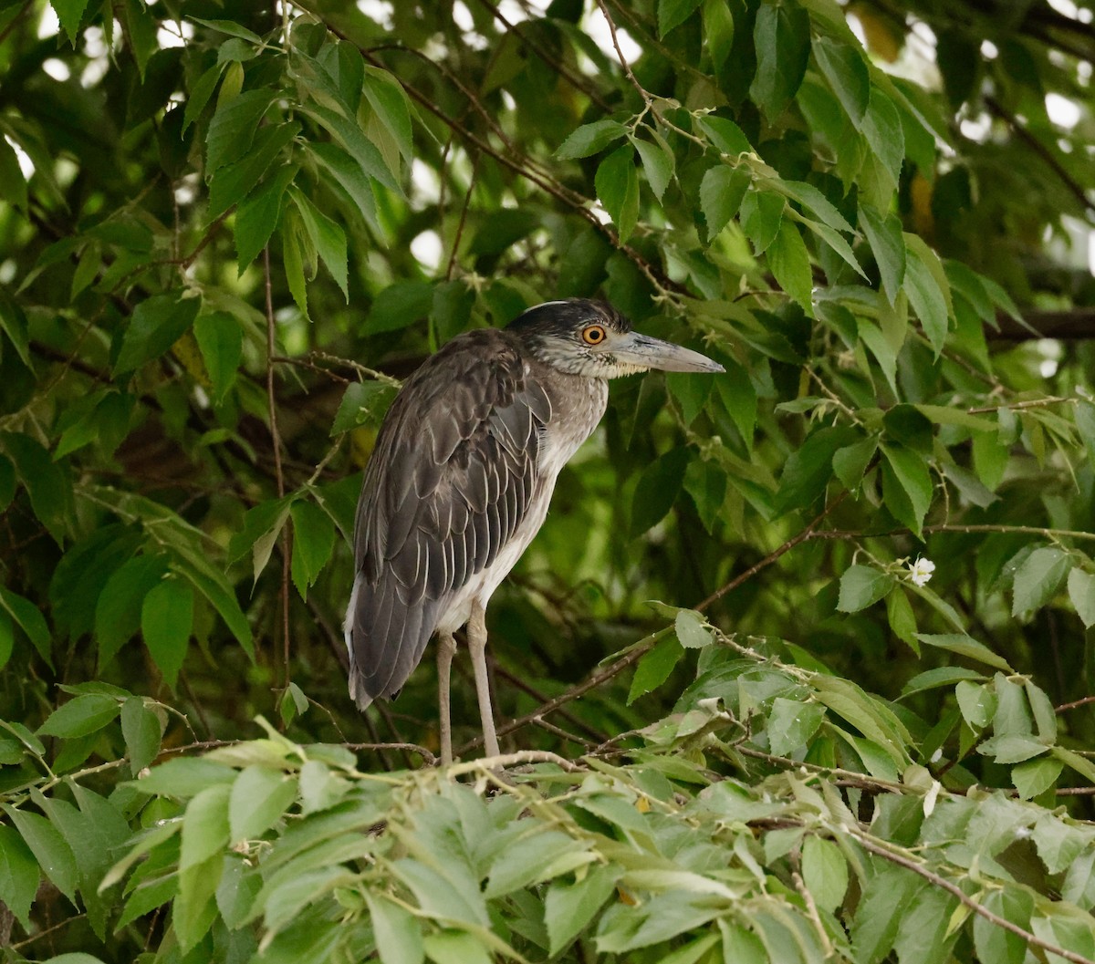 Yellow-crowned Night Heron - ML620170721