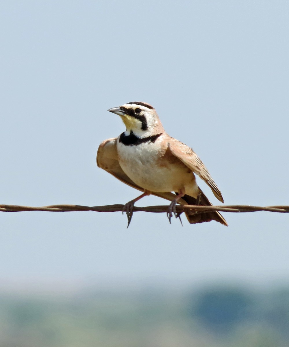 Horned Lark - ML620170724