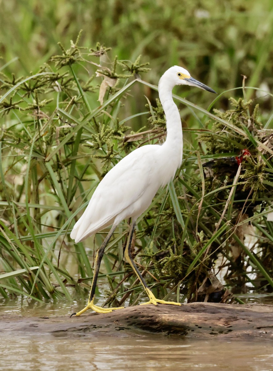 Snowy Egret - ML620170730