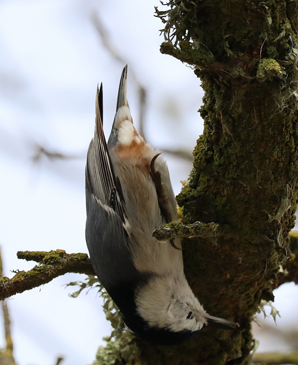 White-breasted Nuthatch - ML620170738