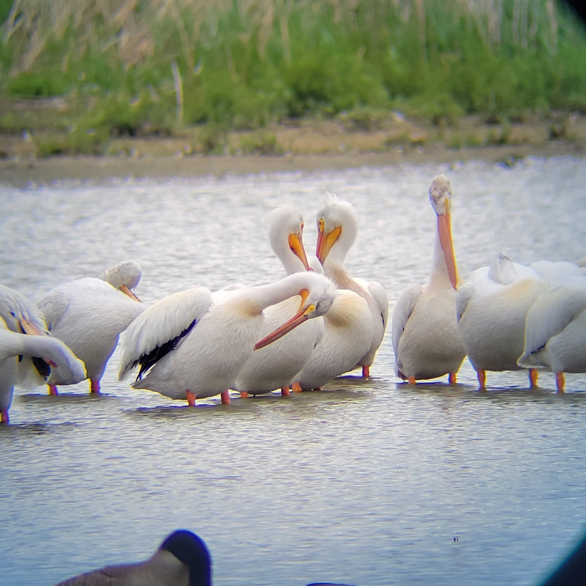 pelikán severoamerický - ML620170742