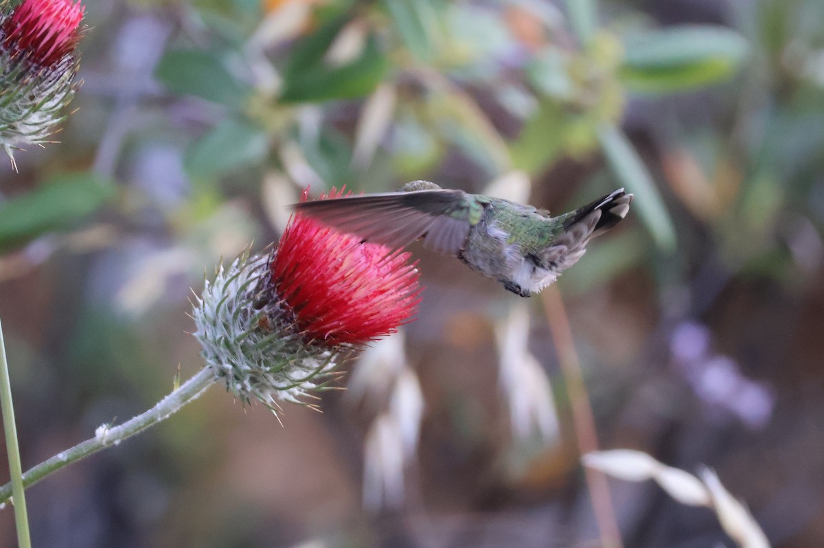Anna's Hummingbird - ML620170744