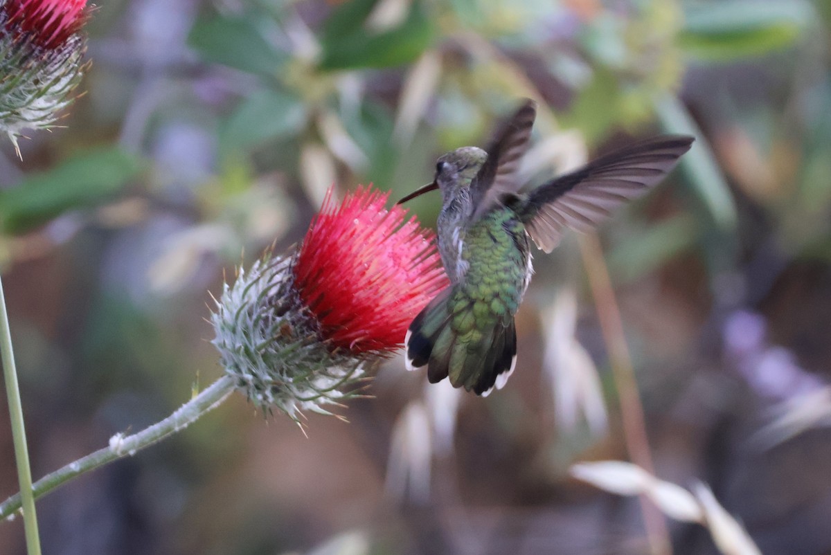 Anna's Hummingbird - ML620170745