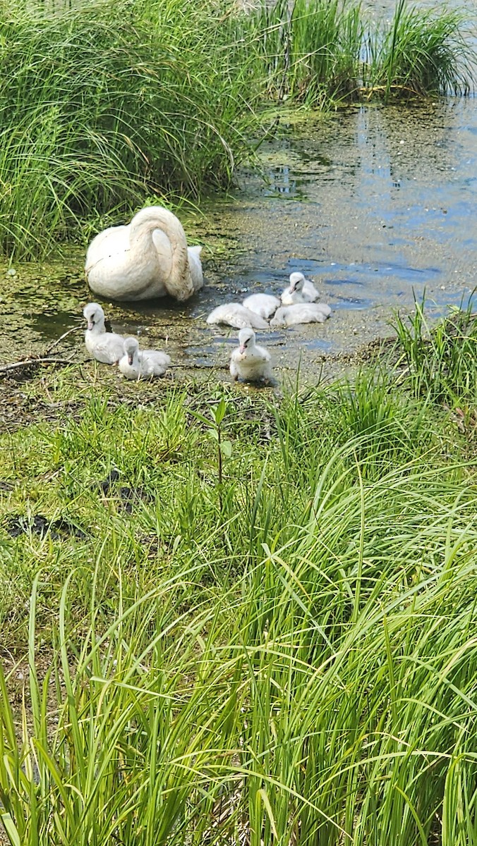 Cisne Trompetero - ML620170747