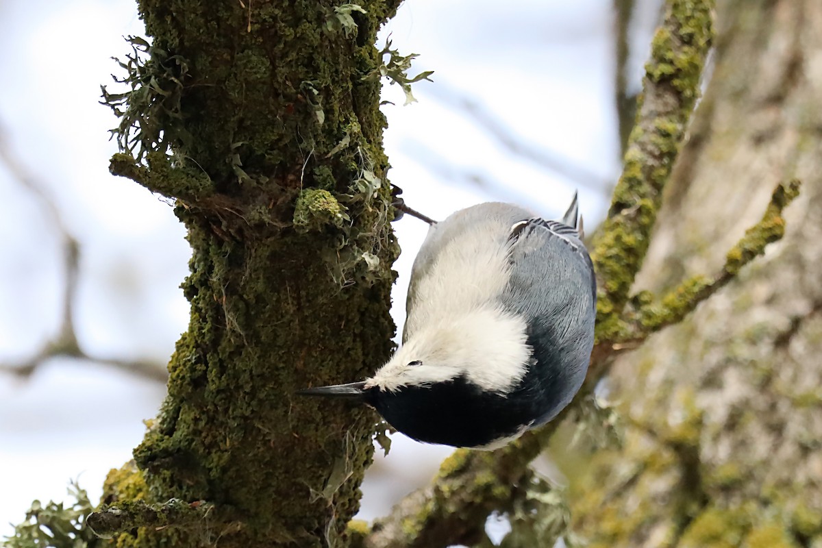 White-breasted Nuthatch - ML620170751