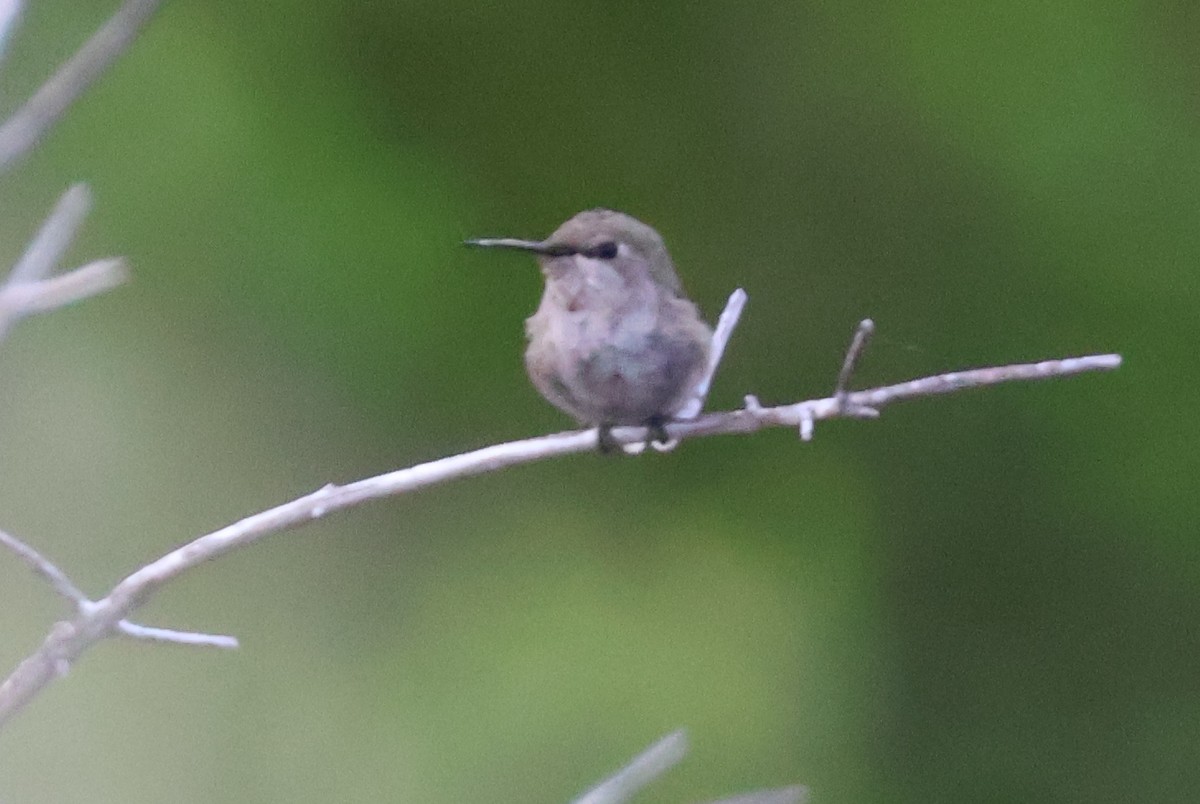 hummingbird sp. - ML620170752