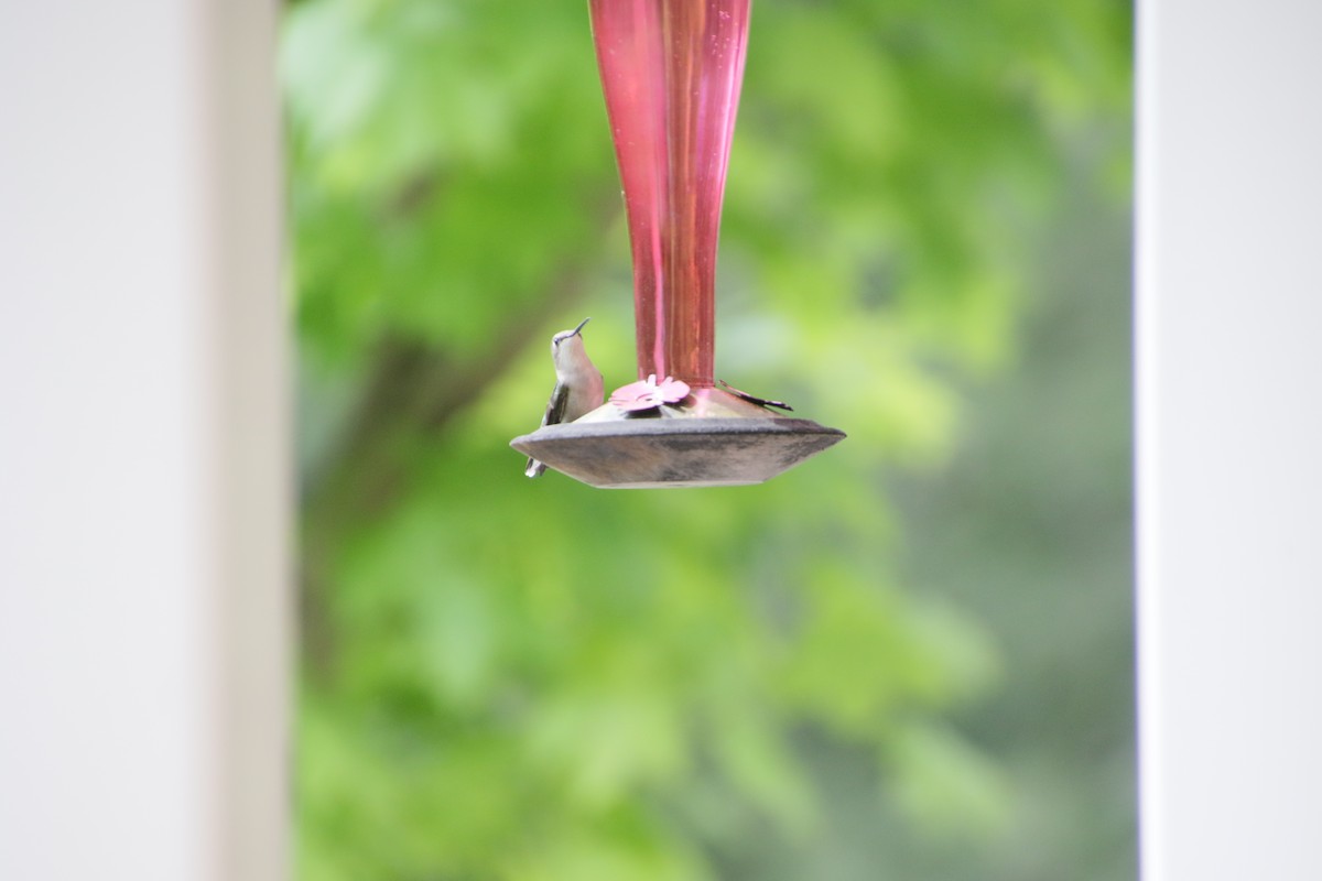 Ruby-throated Hummingbird - ML620170756