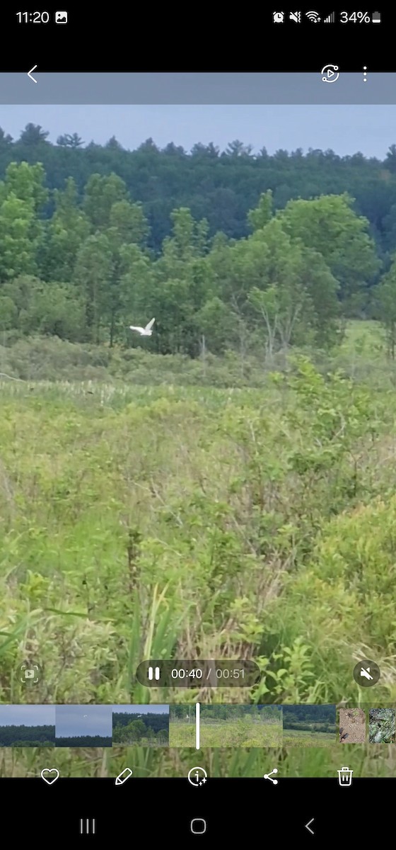 Great Egret - ML620170757