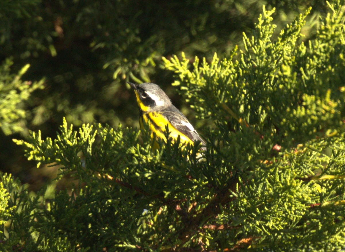 Magnolia Warbler - ML620170759