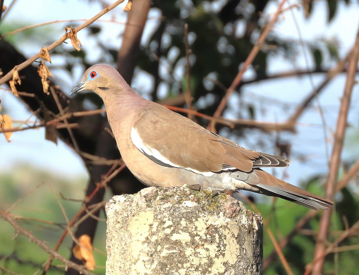 White-winged Dove - ML620170764