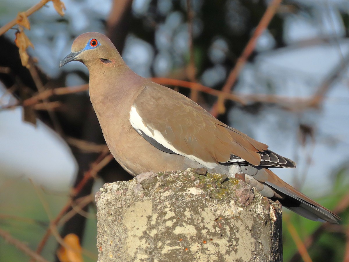 White-winged Dove - ML620170766