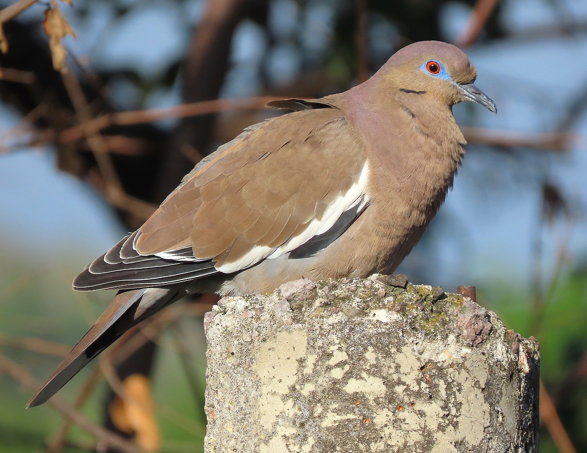 White-winged Dove - ML620170771