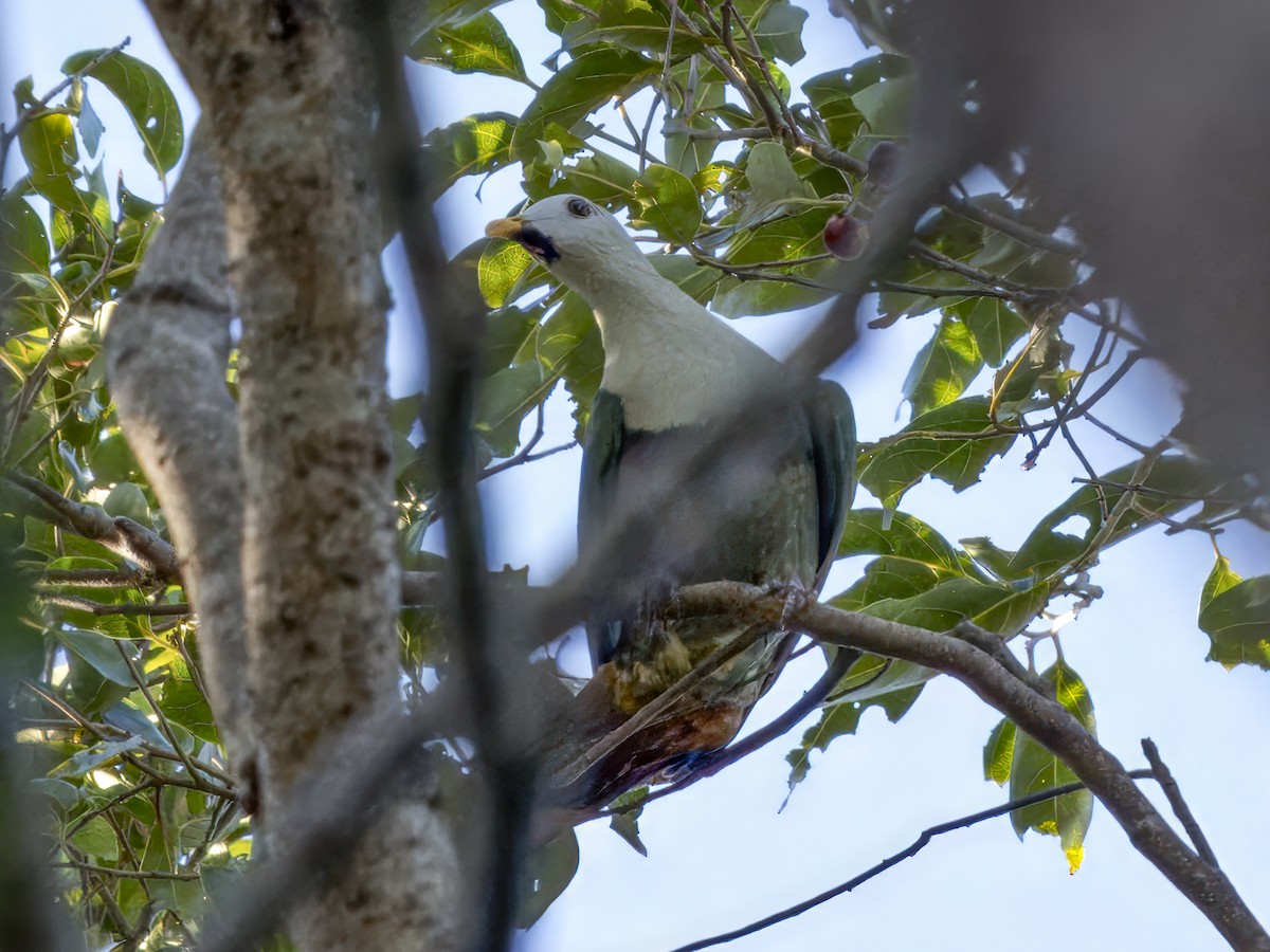 Black-chinned Fruit-Dove - ML620170778