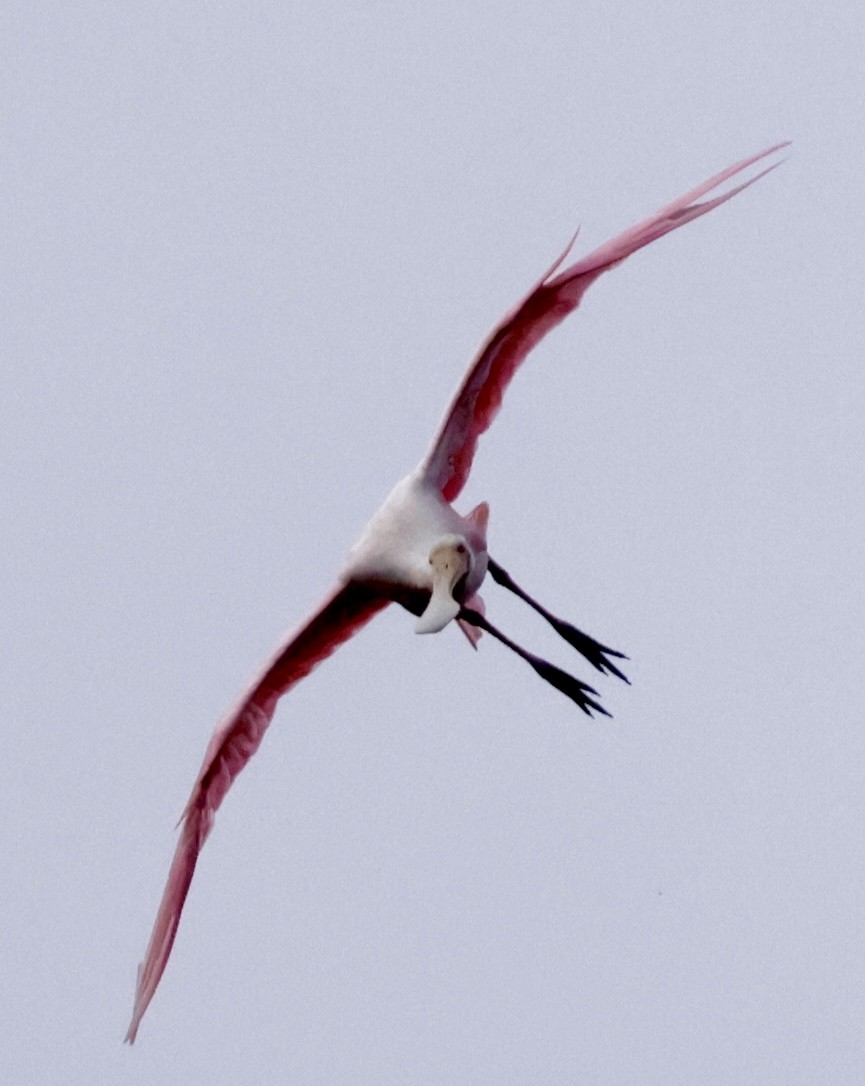 Roseate Spoonbill - ML620170779