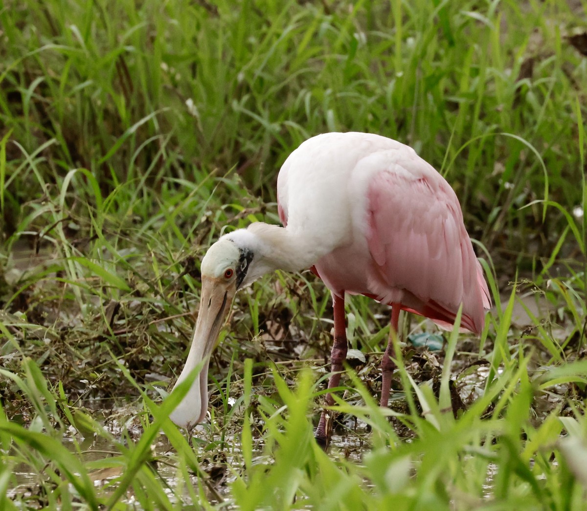 Roseate Spoonbill - Pelin Karaca