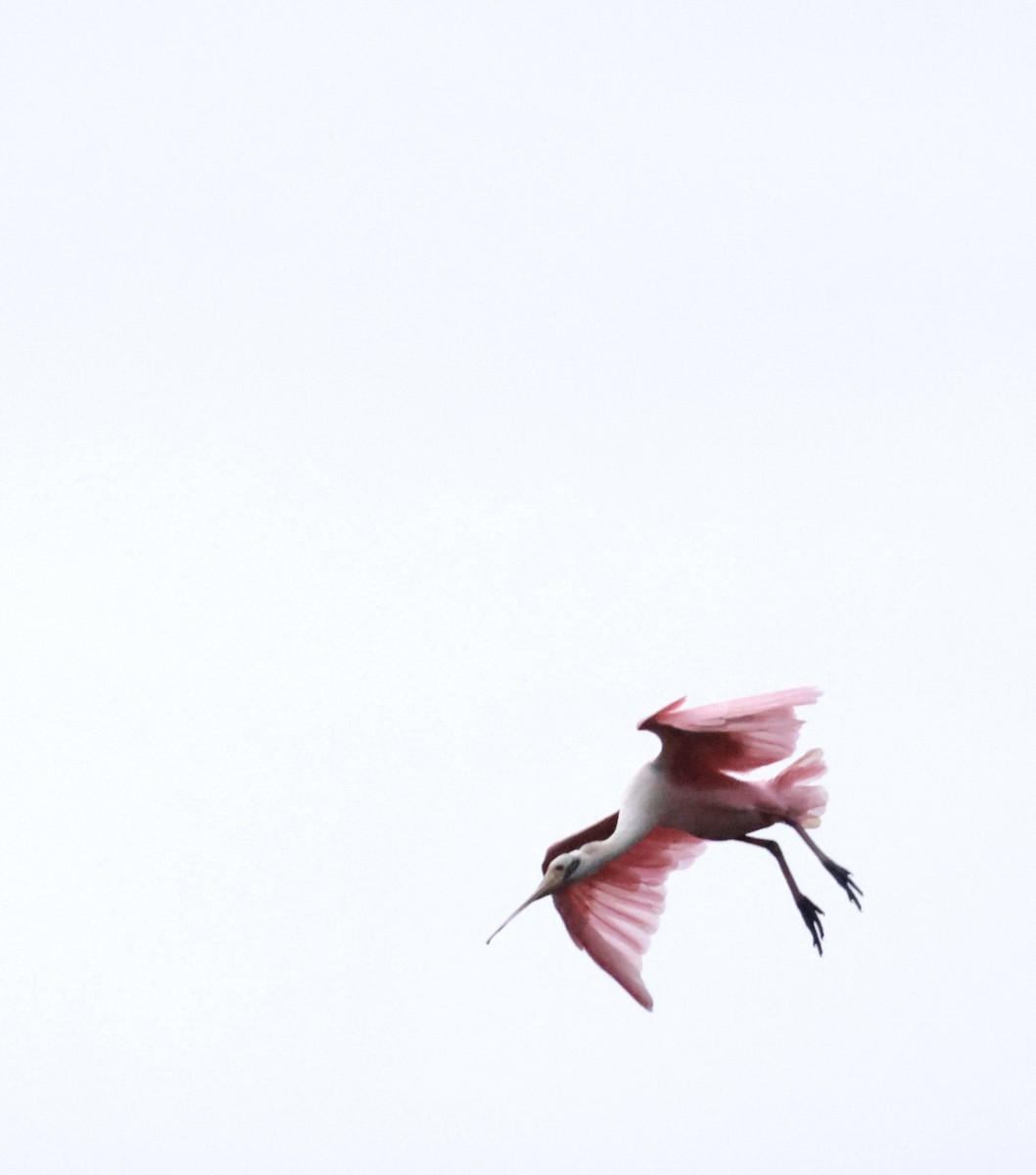 Roseate Spoonbill - ML620170781